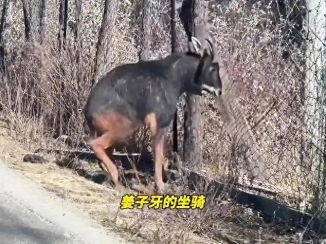 網友在西藏林芝旅游偶遇姜子牙坐騎