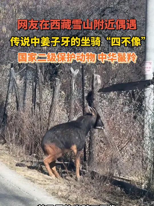 網友在西藏林芝旅游偶遇姜子牙坐騎