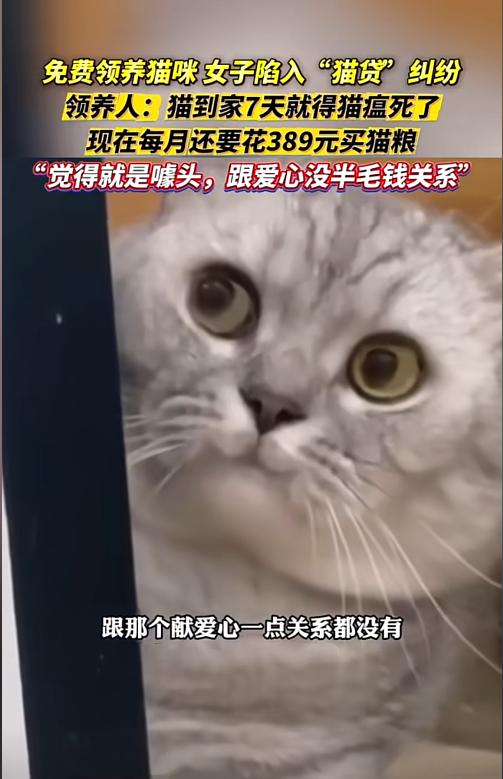女子免費領養貓咪陷入“貓貸”糾紛