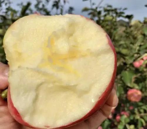 蘋果最低1元1斤!煙臺紅富士下跌40%,一畝田代辦:順價出防虧損