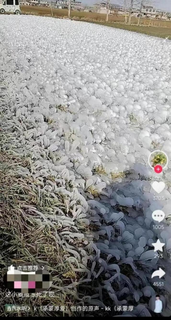女子澆地隔天小麥全凍住了