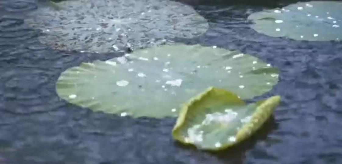 上班7天喝的都是螞蟻泡澡水