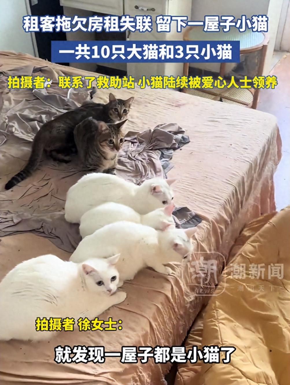 租客失聯留下13只貓