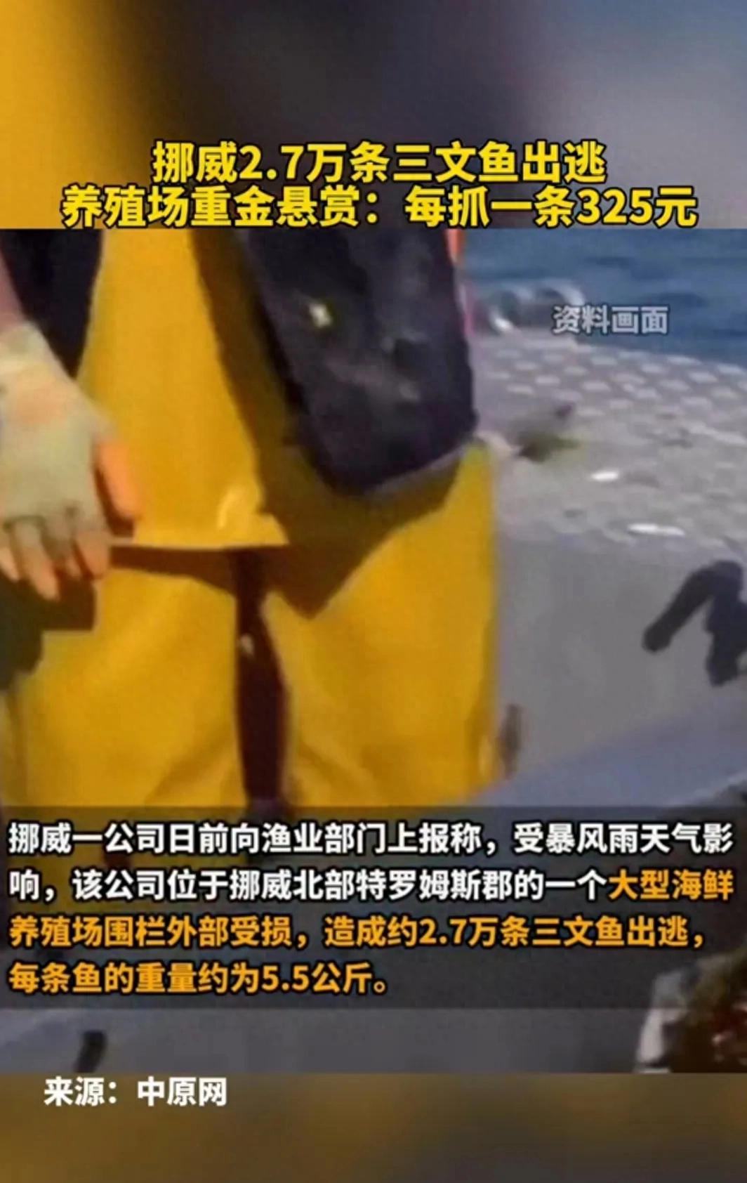 挪威一公司2.7萬條三文魚“出逃”