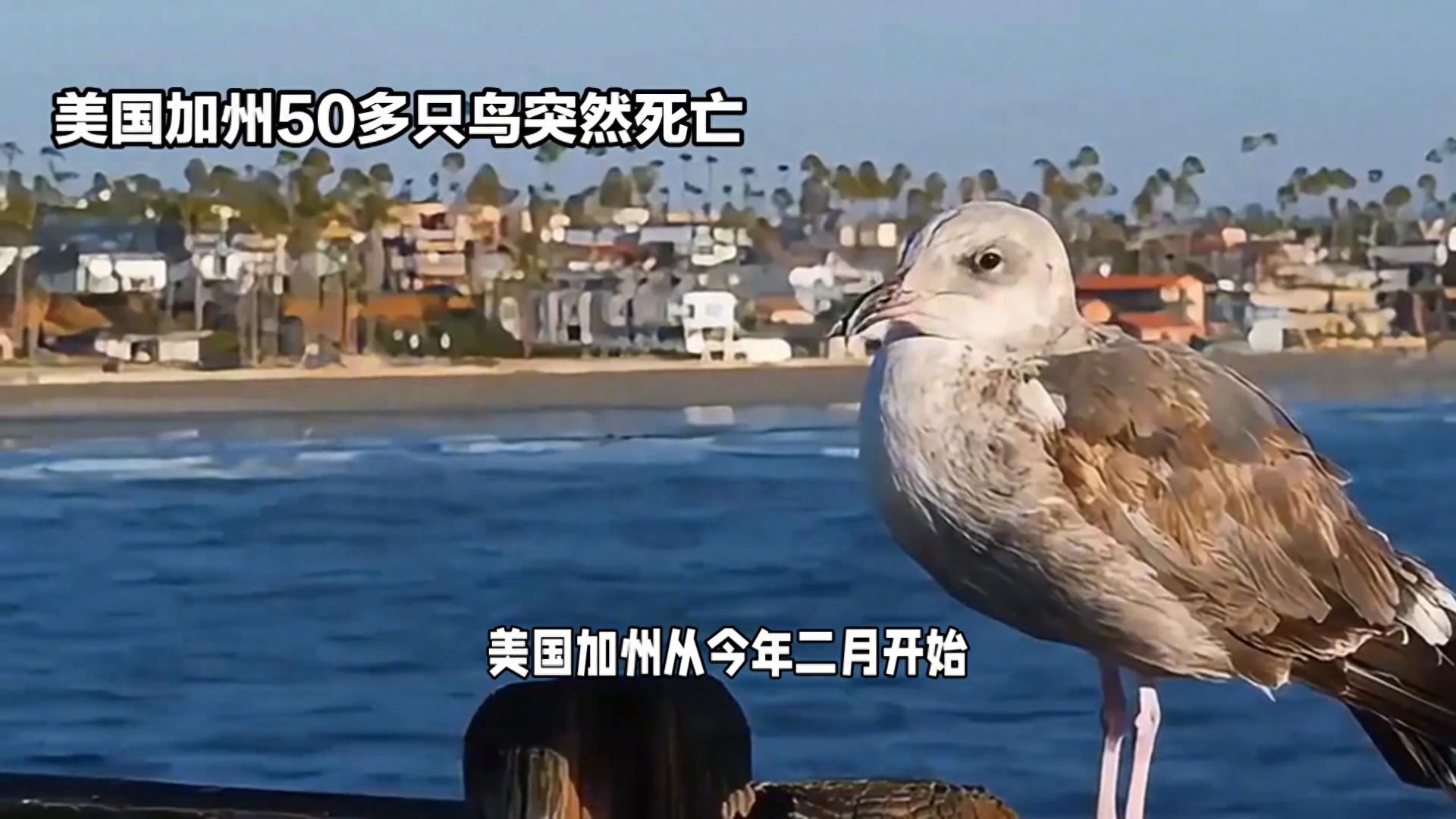 美國(guó)加州50多只鳥空中突然爆炸