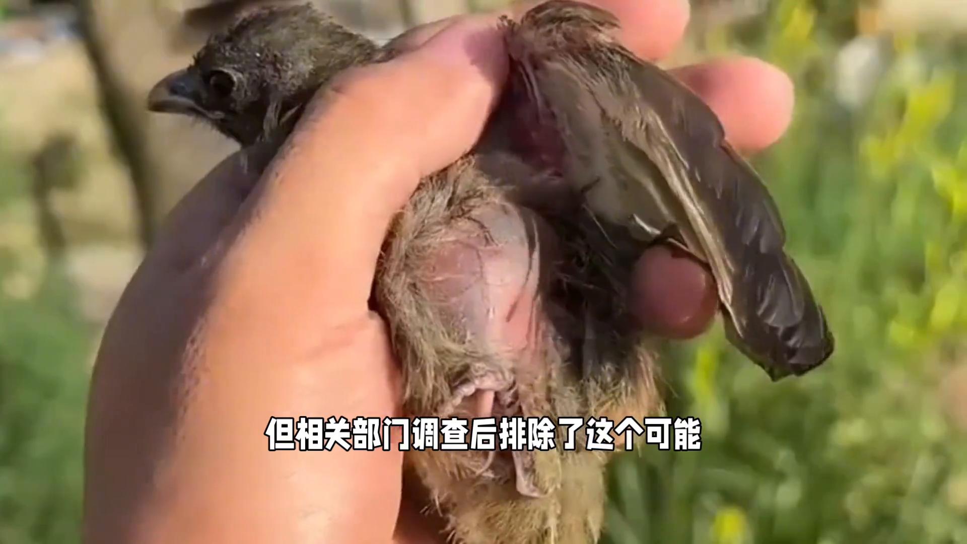 美國(guó)加州50多只鳥空中突然爆炸